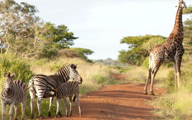 Zululand Safari Lodge