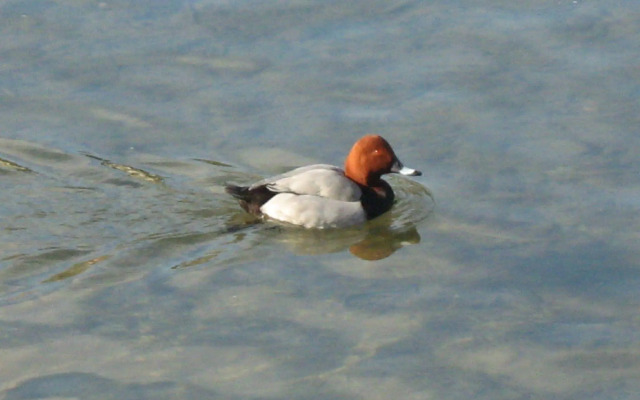 Stella di Mare