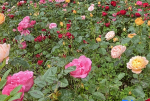 Regent Garden Hotel Zhoushan