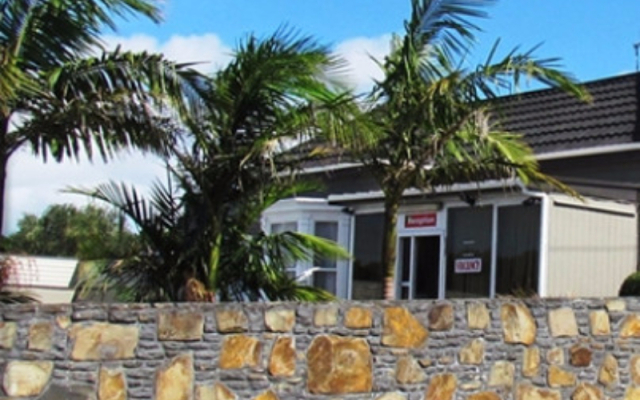 Auckland Phoenix Palm