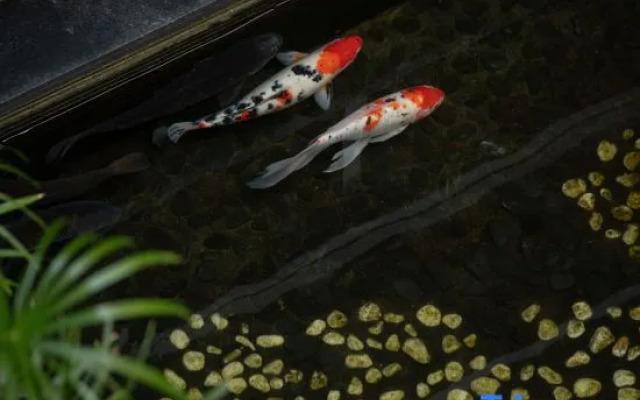 Phoenix City Boutique Hotel