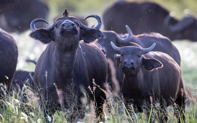 Royal Thonga Safari Lodge