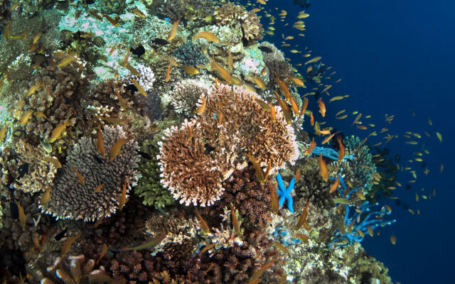 Turtle Bay Dive Resort