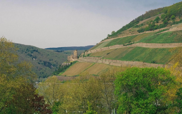 Rheinufer am Hindenburgpark