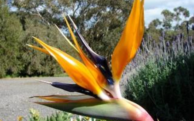 Austiny Bed and Breakfast Victor Harbor