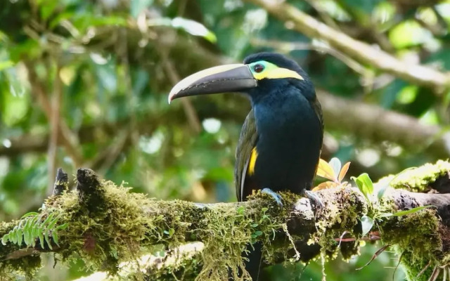 Pura Vidaville - Hiker's Hideaway