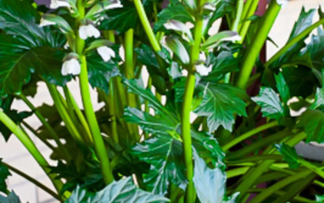 Angaston Vineyards Motel