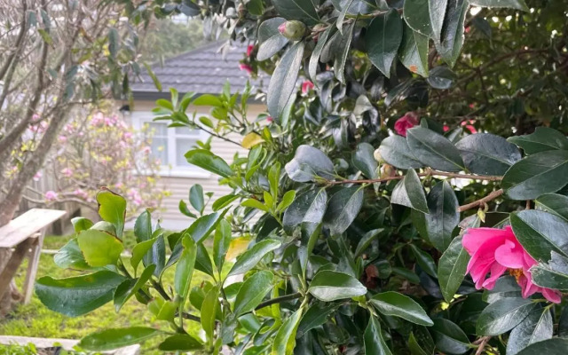 Little Home on Glanmire (Adults Only)