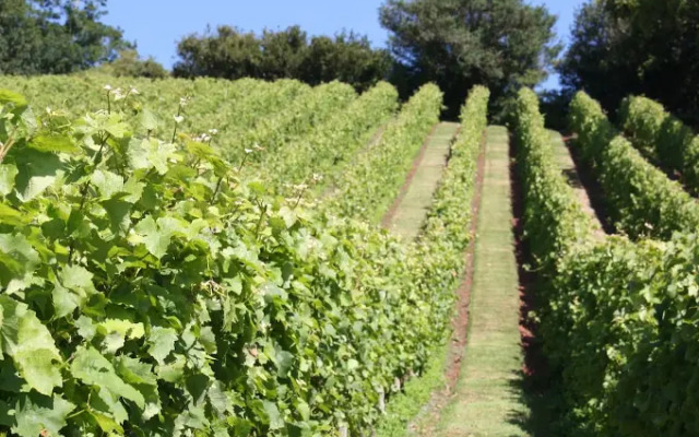 Old Walls Vineyard
