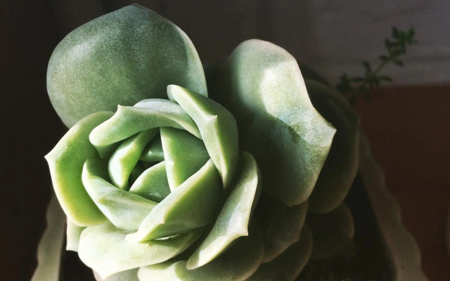 Selena Dalat Homestay