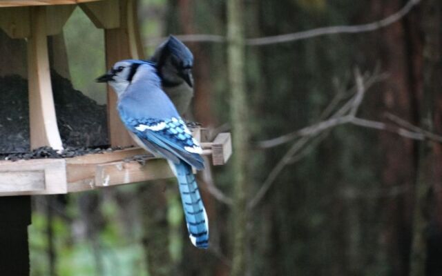 Tranquil Moments Bed & Breakfast