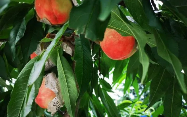 Floral Hotel·Yangshan Taohua Shili Hotel