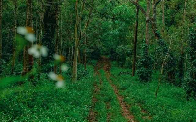 The Blossom Resort Chikmagalur