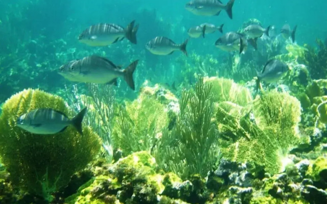 Windsong 4 Bedroom Home