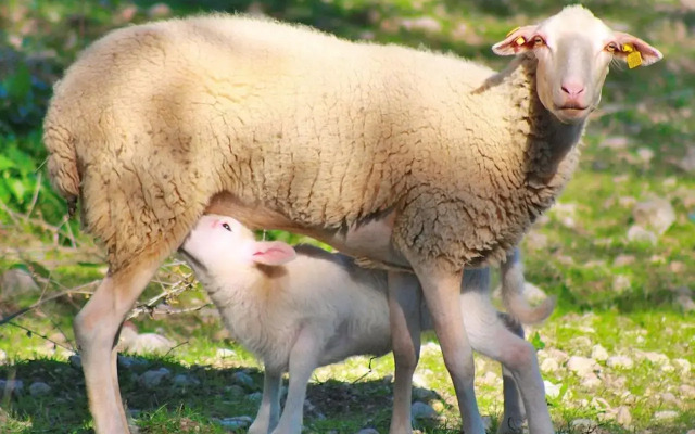 Son Rossignol finca Llubi 193