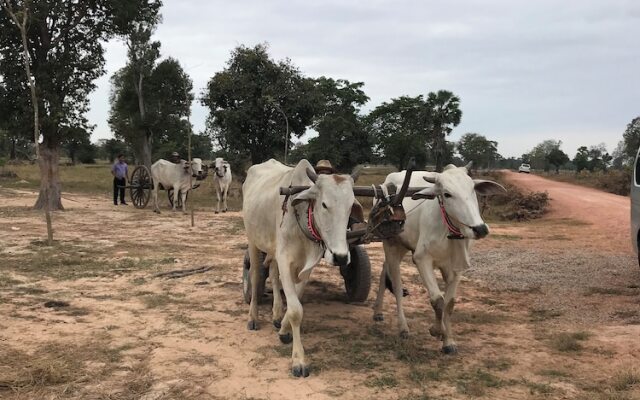 Madam Sokha Homesteading