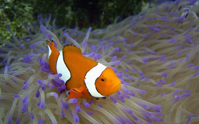 Coral Coast Tourist Park