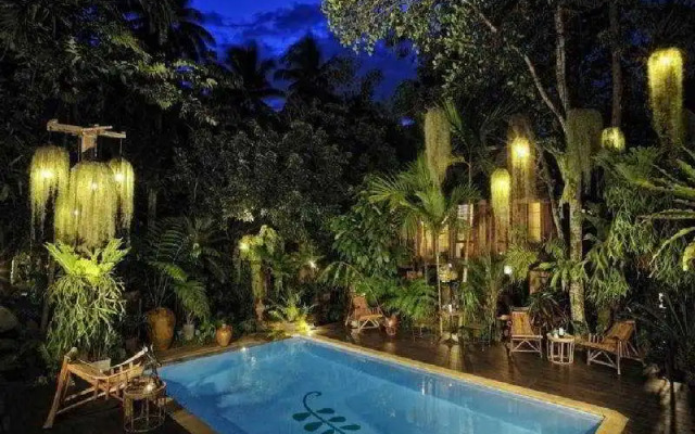 Fern Paradise
