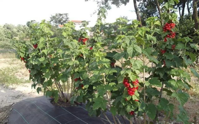 Quinta dos Carvalhais