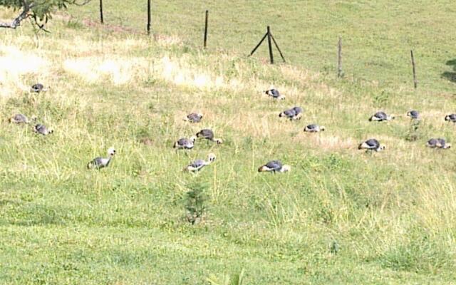 The Crested Crane Bwindi