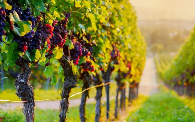 Les Bulles de Champagne
