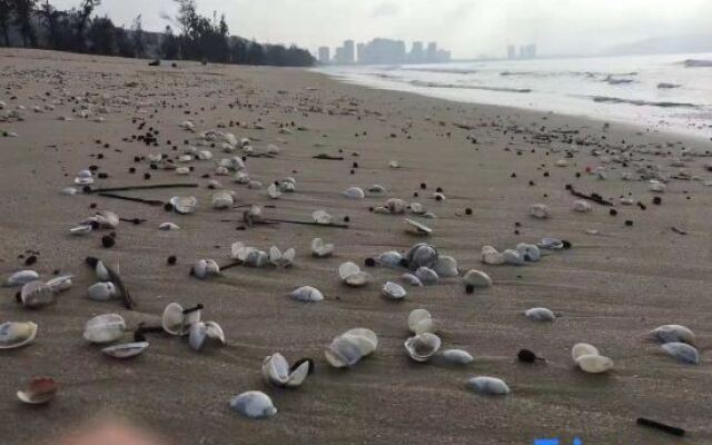 Yuxuanhui Seaview Apartment Vanke Shuangyuewan