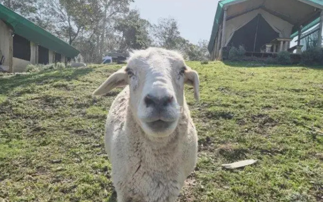 Trees&Seas tented camp