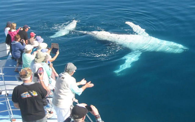 Best Western Ambassador Motor Lodge