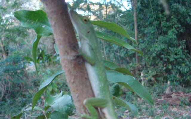 Ecolodge Blue Morpho