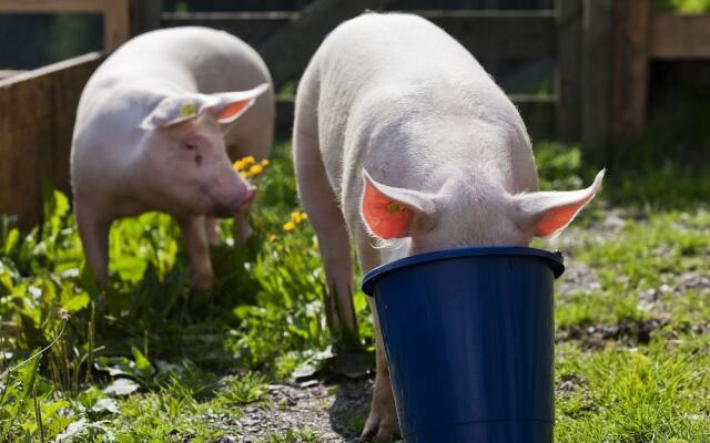 Lovely Mansion in Söll near Skiwelt Wilderkaiser