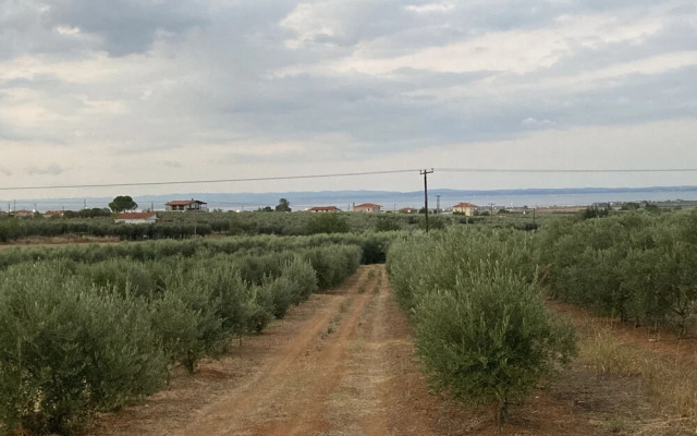 Summer House Surrounded by Olive Trees Halkidiki