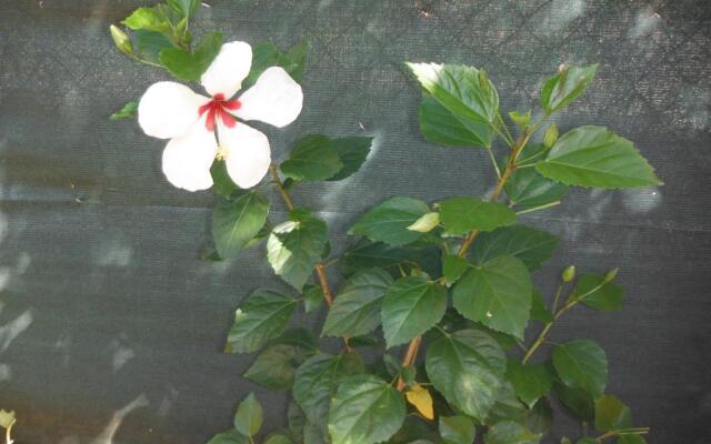 Studio Hibiscus Le Kayela