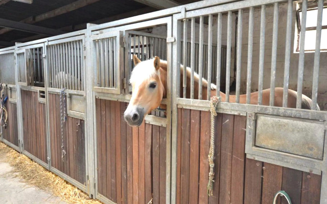 Well -kept apartment in Juechen on a horsefarm
