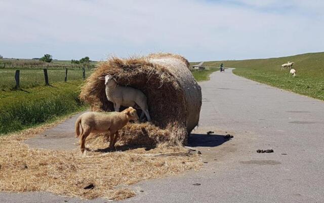 Wohnung-Felsenauster-im-Haus-Muschelgarten