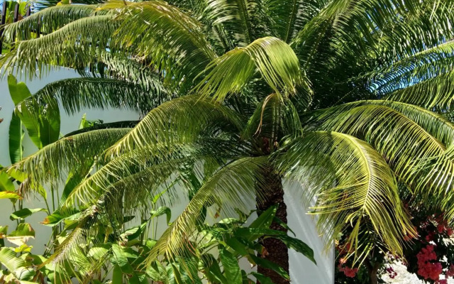 Villa Kalachuchi B&B