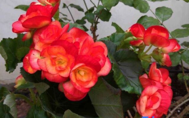 Yueqing Yandang Banshufang Inn