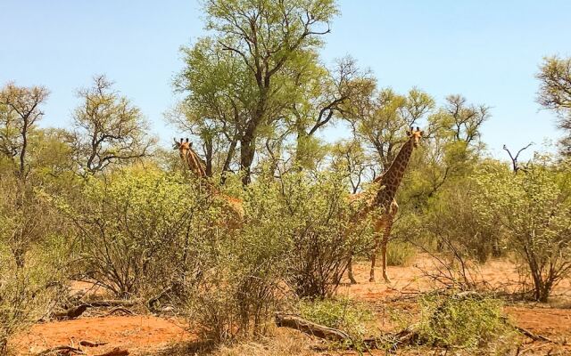 Zingela Nature Reserve - Baobab Tented Camp