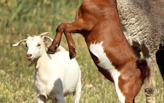 The Duck Inn Apartments
