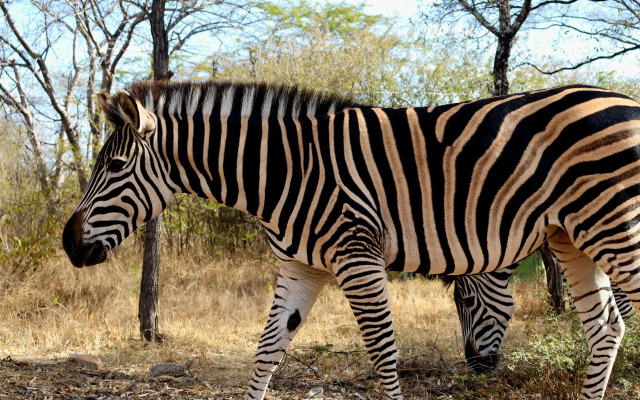 Radisson Blu Hotel Sandton