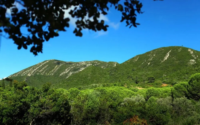 Pine Tree House in Azeit o