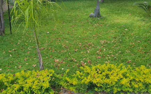 Maun Executive Inn