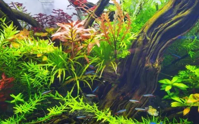 Shanxueshan Villa Hotel (Yangshuo West Street Lijiang Branch)