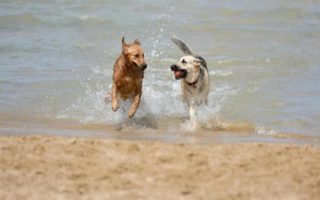 Garnekuul 76 - Callantsoog