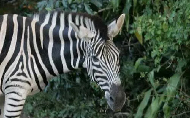 Tradewinds Country Inn