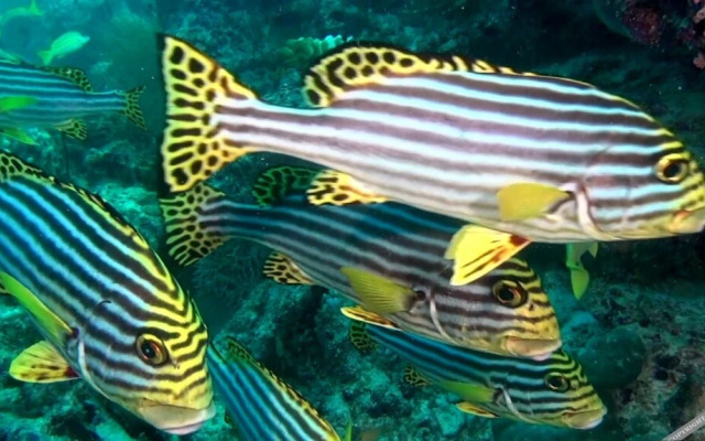 Mandhoo Guesthouse & Dive
