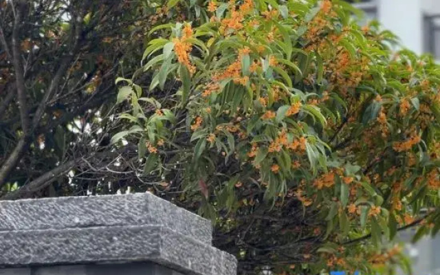 Xueying Heguang Homestay