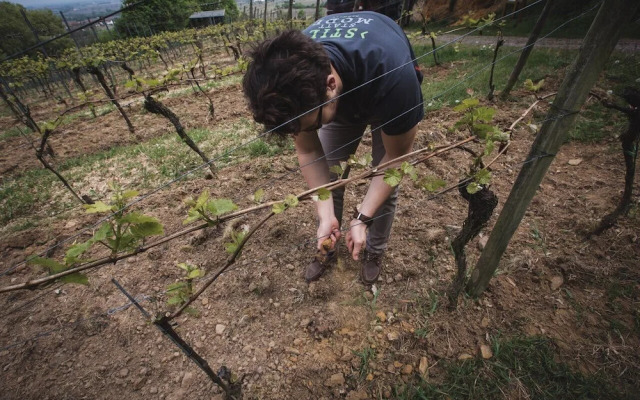 Weingut & Landhotel Lucashof