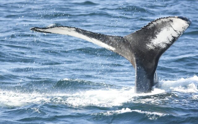 Отель Deer Lake Horizon 