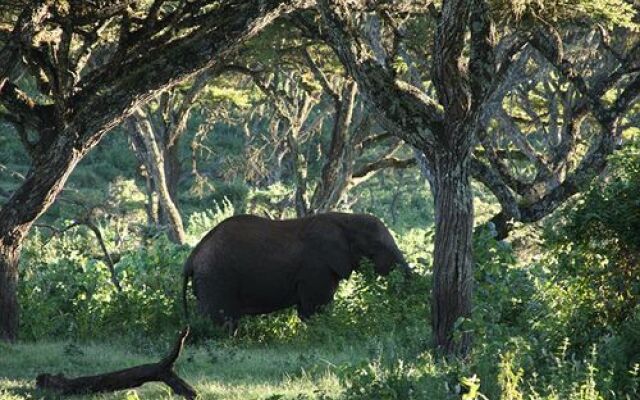 Lemala Ngorongoro Camp