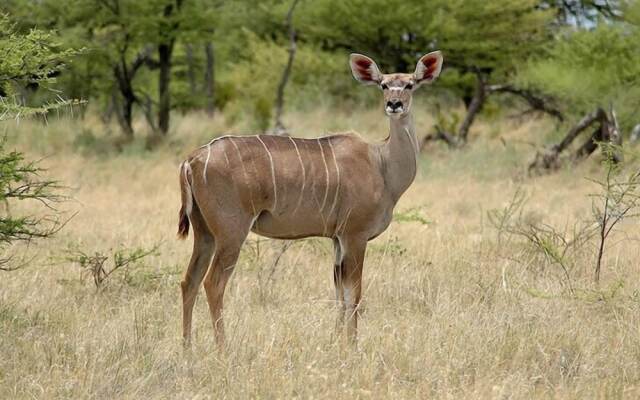 Kalahari Farmstall - Accommodation and Campground